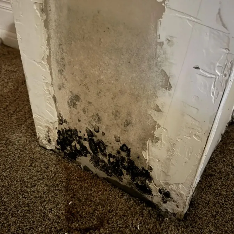 Professional Mold Removal in Smyth County, VA